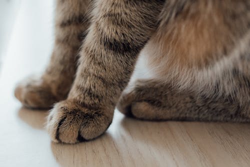 A Brown Tabby Cat on a Wooden Table