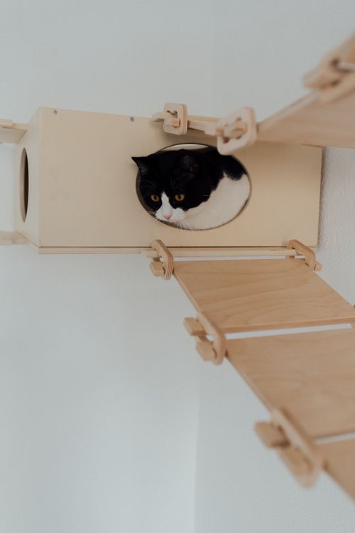 Free A black and white cat peeks out from a cozy wooden cat house, offering a serene indoor pet scene. Stock Photo
