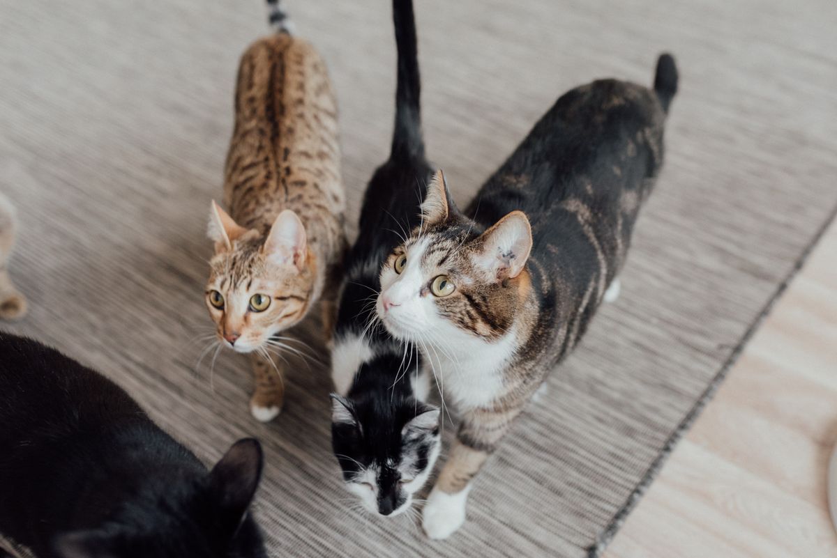 Quatre chats domestiques tigré, tacheté, noir et blanc et noir debout sur un tapis