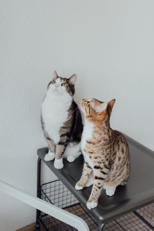 Free Two tabby cats sitting on a table indoors, gazing upwards with curious expressions. Stock Photo