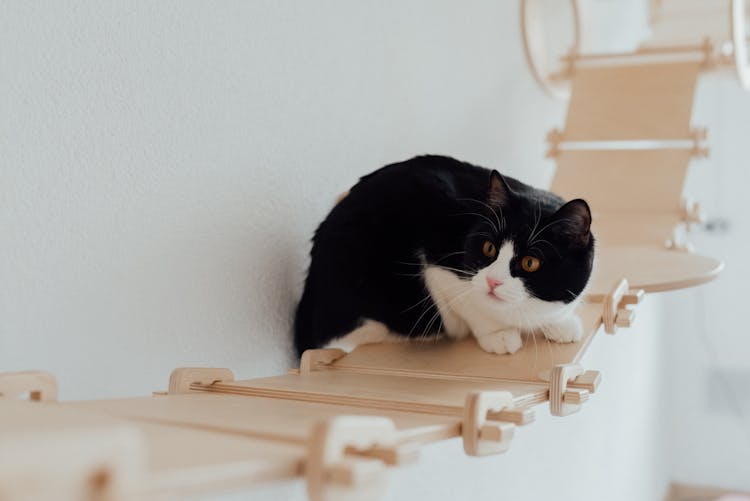 A Tuxedo Cat On A Hanging Wooden Bridge