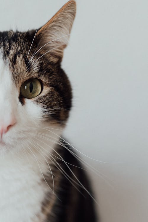 Half Face of a Tabby Cat in Close-up Shot