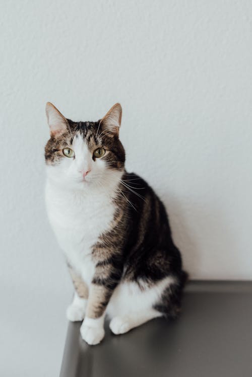 A Gray and White Tabby Cat Sitting on Gray Surface