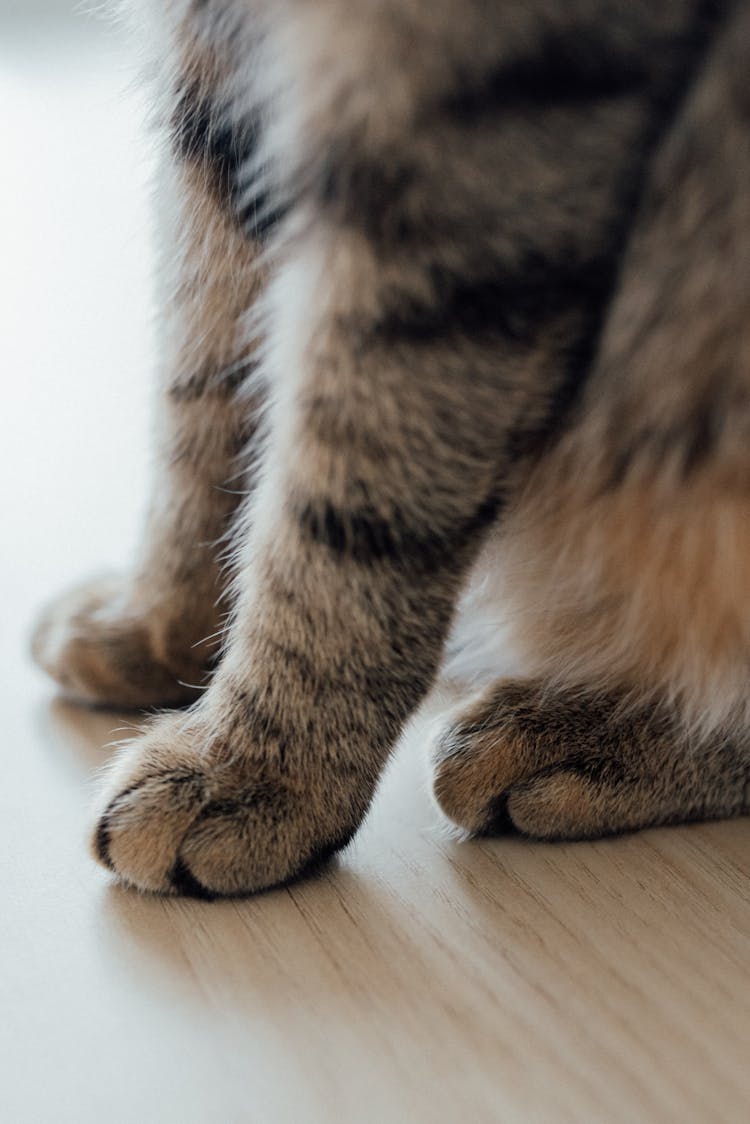 Close-up Of Cat Feet On Wooden Floor 