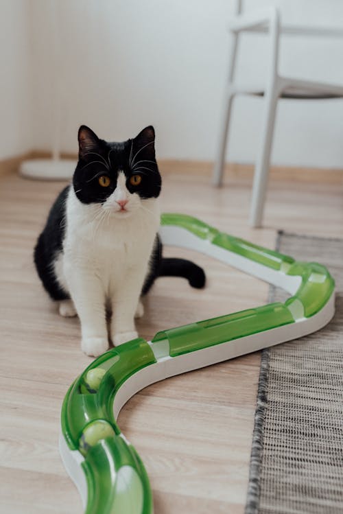 A Tuxedo Cat on the Floor