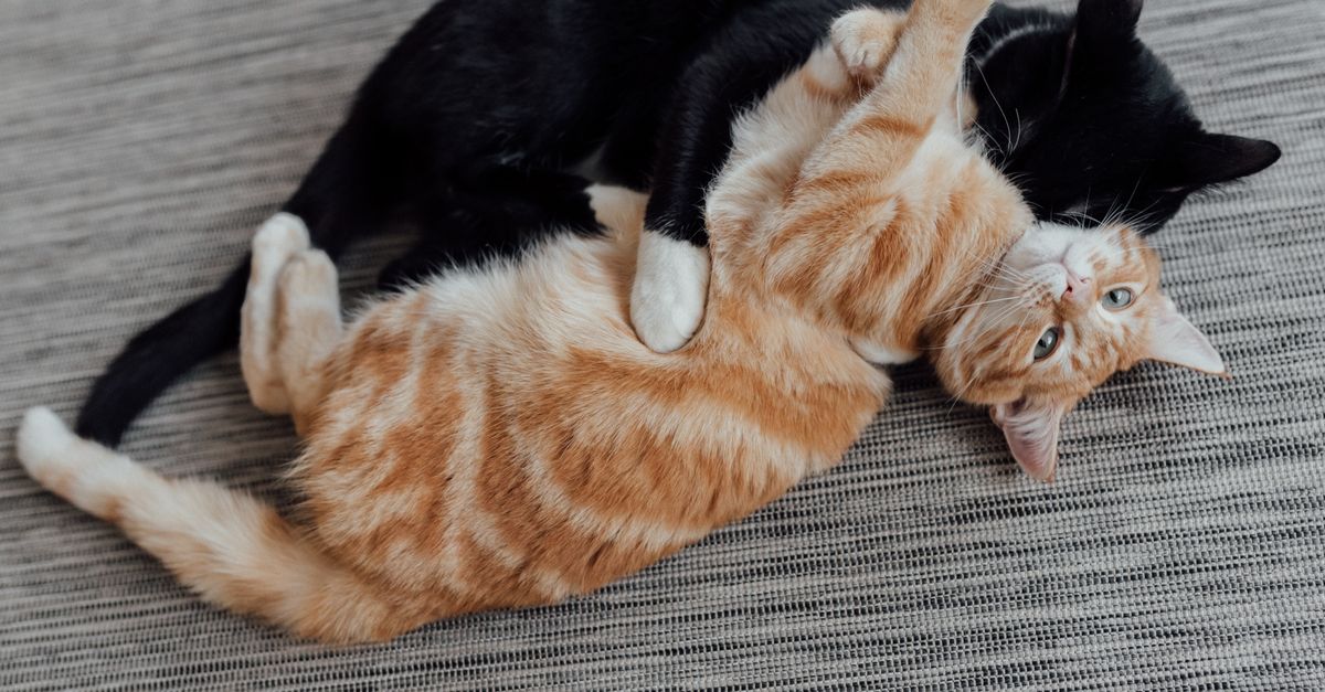Cat Bites Neck of Other Cat Cat bites neck of other cat in play: a black cat wrapped around an orange tabby's neck as they wrestle on a rug