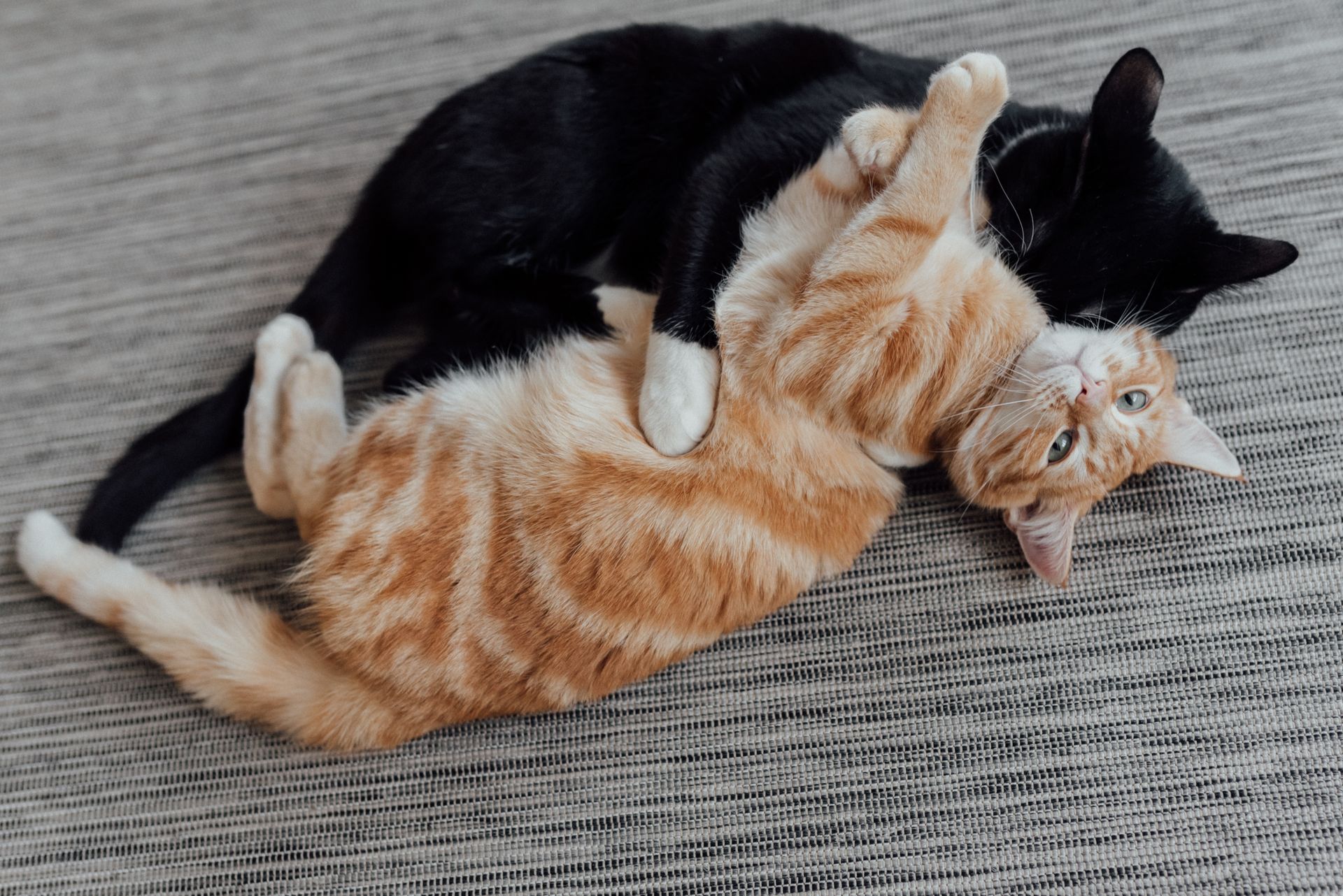 Orange Tabby Cat and Black Cat Lying on the Floor