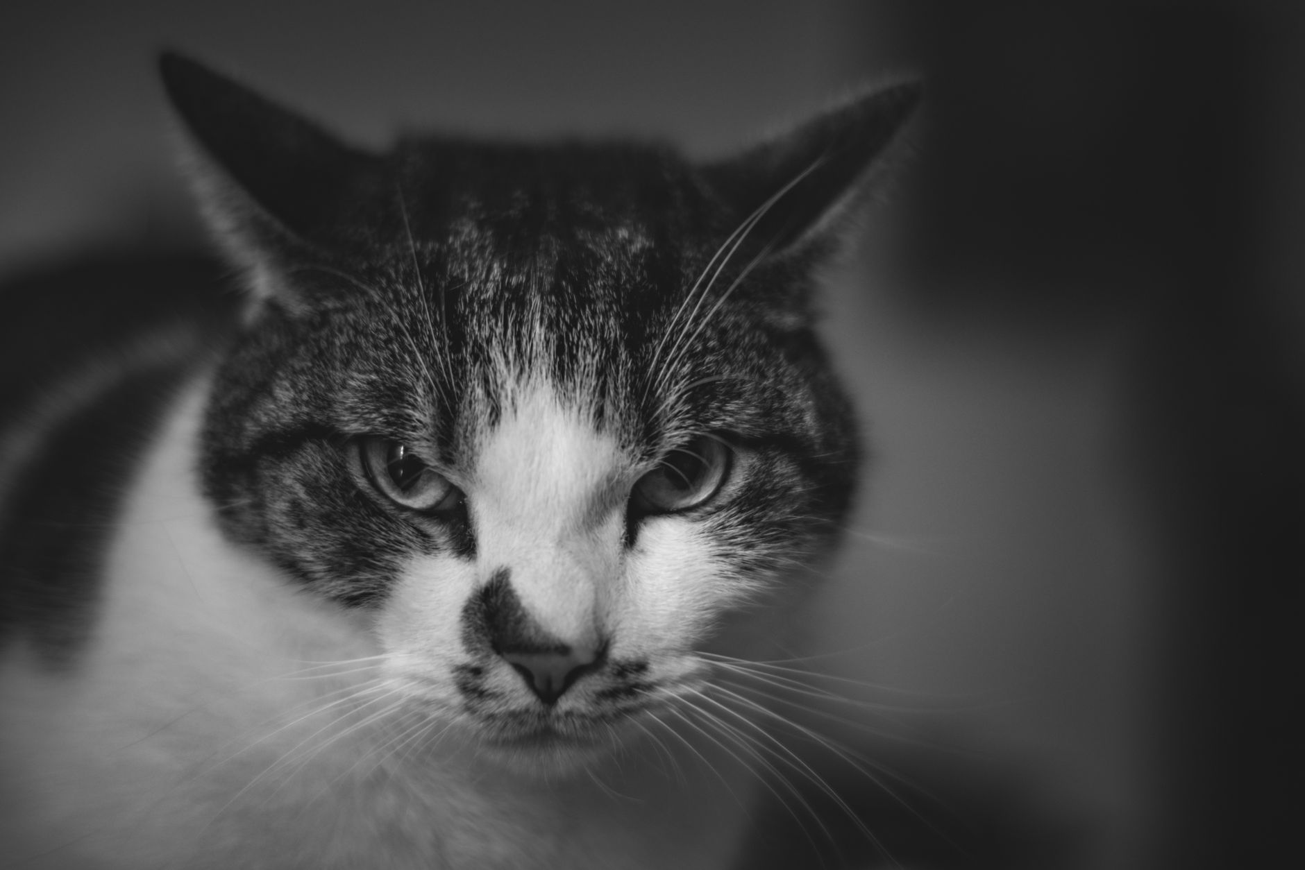 Veterinary care for a cat