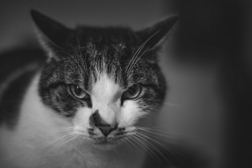 Free Black and white of serious spotted cat looking at camera against blurred background Stock Photo