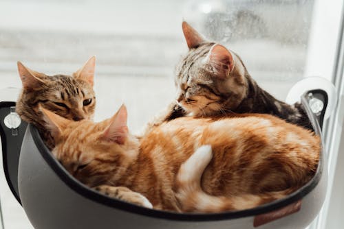 Foto profissional grátis de adorável, animais de estimação, descansar