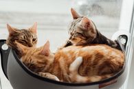 Orange Tabby Cat on Black Round Bowl