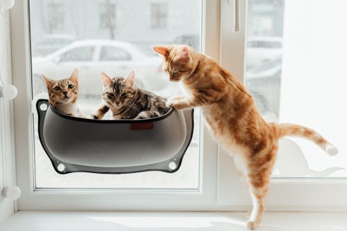 Free Orange Tabby Cat on Black and Silver Cooking Pot Stock Photo