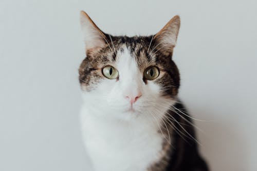 Clos-up Photography of a Pet Cat