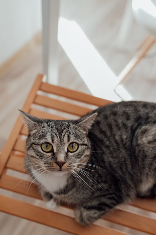 Gray Tabby Cat on Brown Wooden Chair