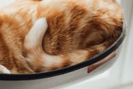 Orange Tabby Cat on Black Bowl