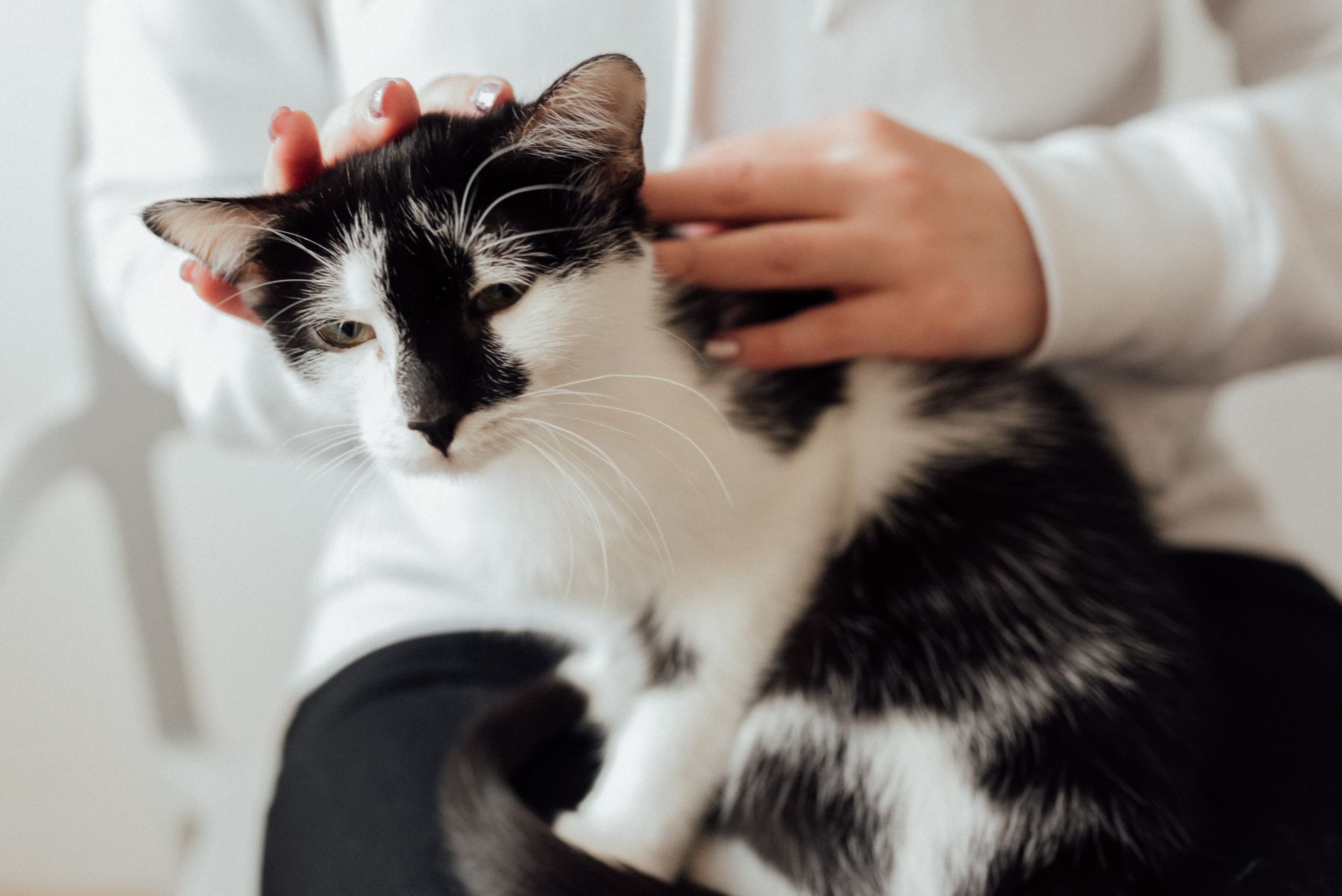 Veterinarian examining a cat during a checkup