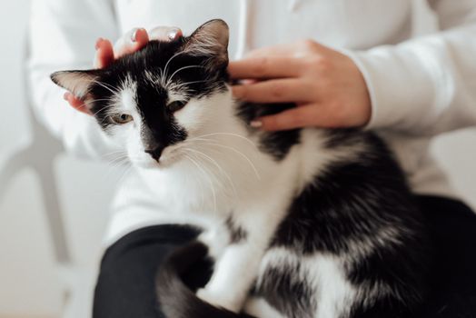 Hands Touching the White and Black Cat