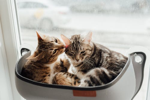 A Brown Tabby Cat Licking the Gray Tabby Cat 