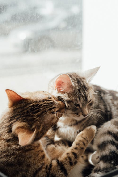 Brown and Gray Tabby Cats Lying Near the Glass Wall 