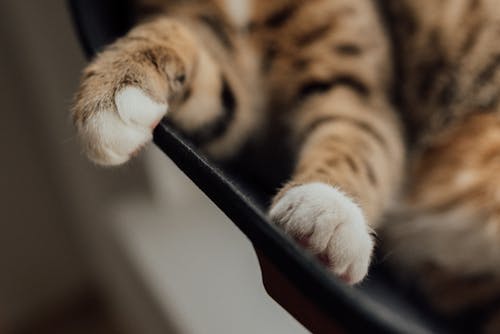 Brown Tabby Cat's Paws in Close-Up Photography