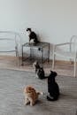 Pet Cats Inside the House