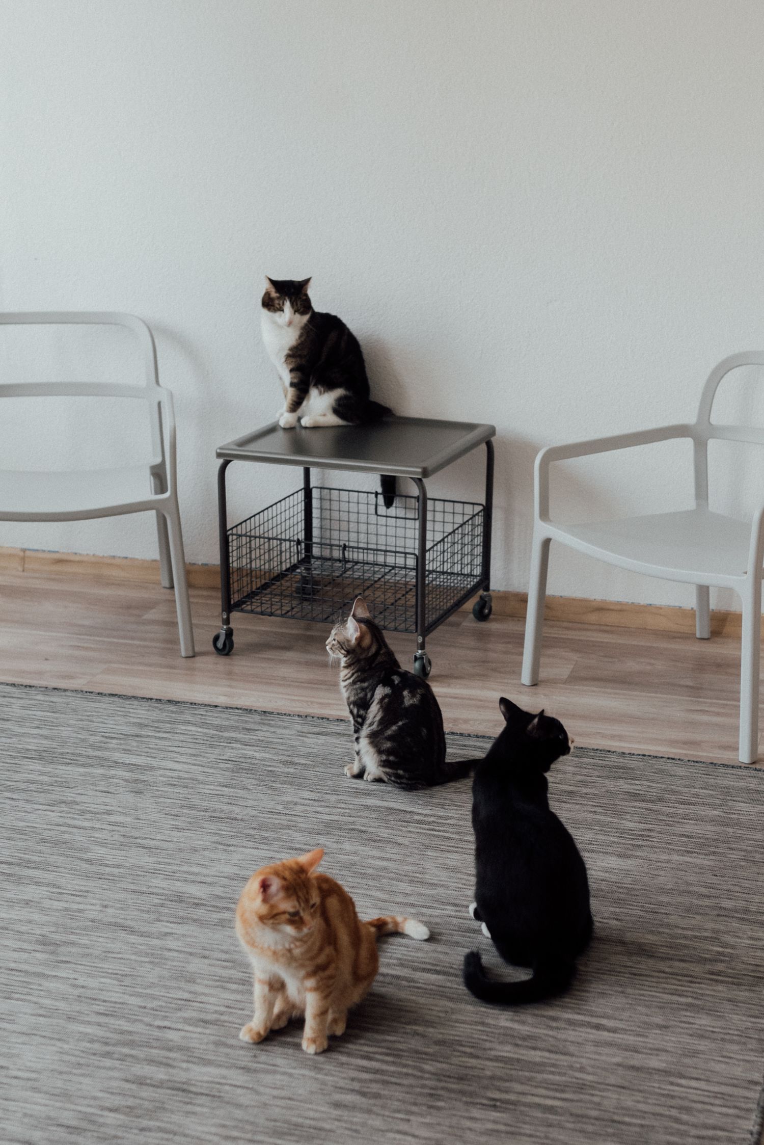 Several cats exploring a bright modern living space