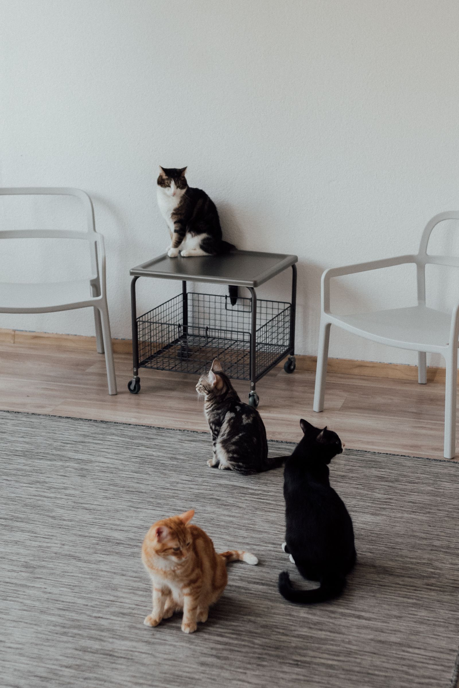 Group of furry pet cats relaxing and exploring inside a modern home