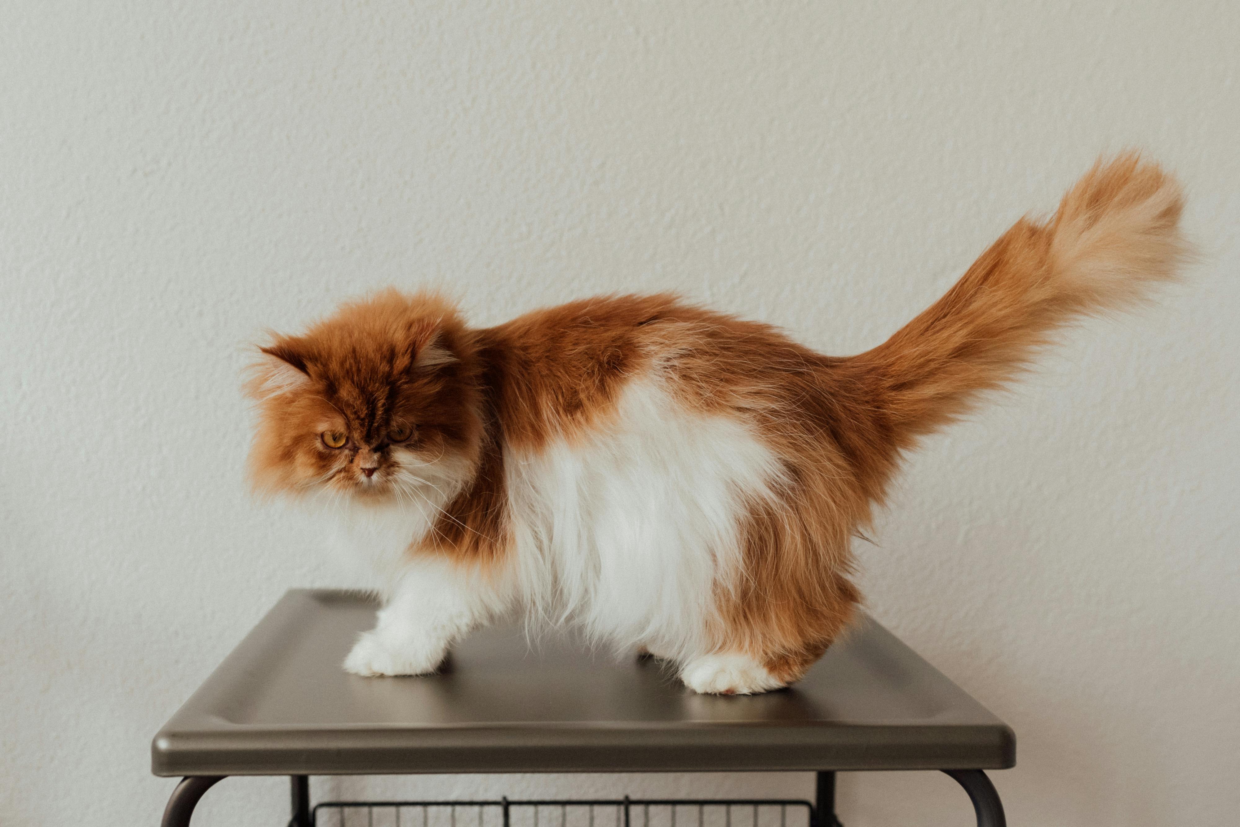 orange and white persian cat