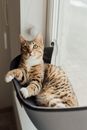 Brown Tabby Cat on Black Chair