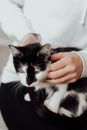 Person Holding Black and White Cat