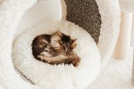 A Cat Resting on its Bed