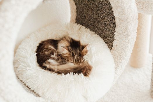 A Cat Resting on its Bed