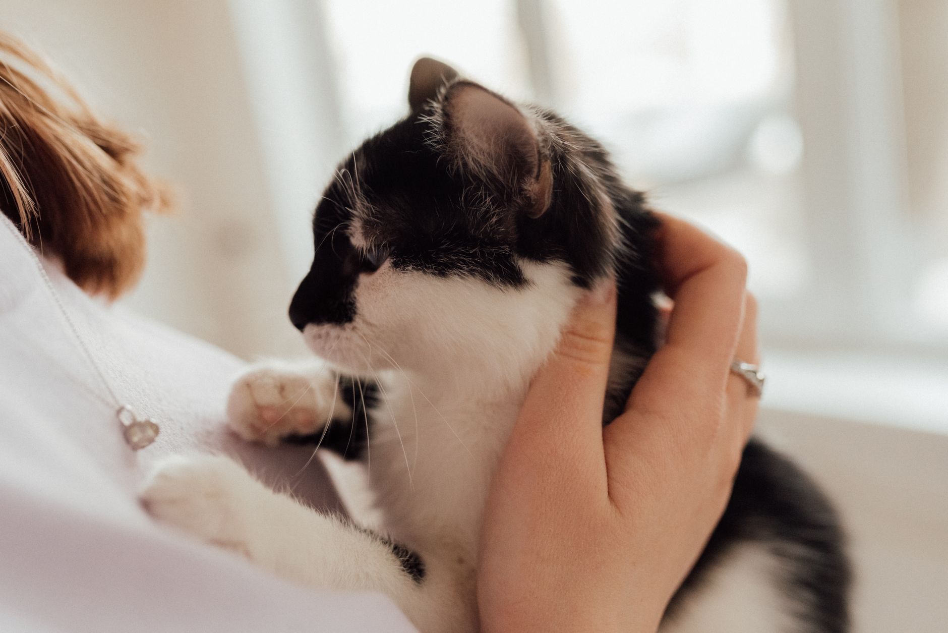 A cat undergoing diagnostic blood testing at a veterinary clinic