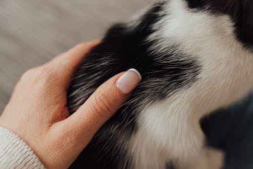 Ingyenes stockfotó állatfotók, ápolt körmök, emlős témában