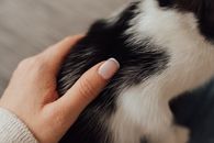 Person Holding White and Black Cat