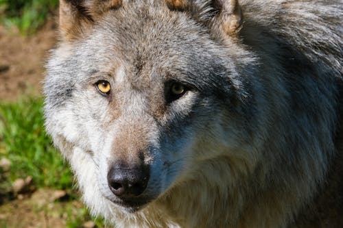 A Gray Wolf in Macro Photography