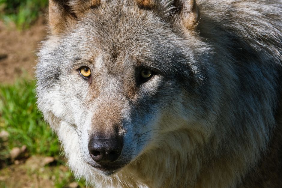 Gray Timber Wolf ยท Free Stock Photo