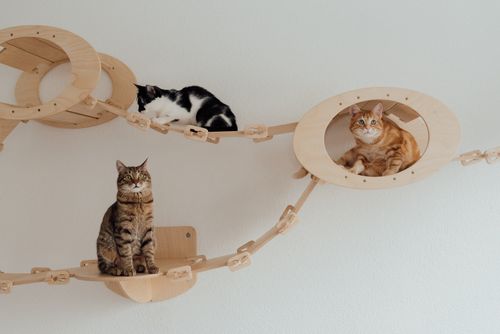 Free Three cats lounging on a custom wooden bridge indoors, showcasing feline relaxation and pet care. Stock Photo