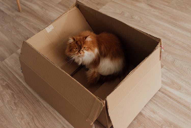 White And Orange Cat In Brown Cardboard Box