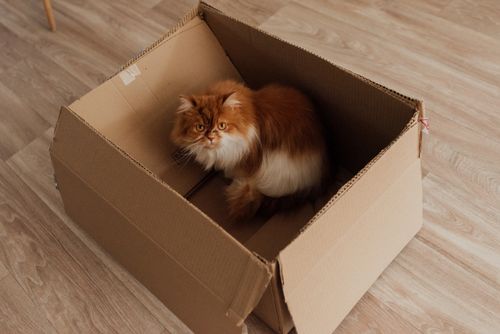 Free Adorable Persian cat sitting comfortably in a cardboard box indoors. Stock Photo