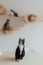 Cats in the Pet Playground at Home
