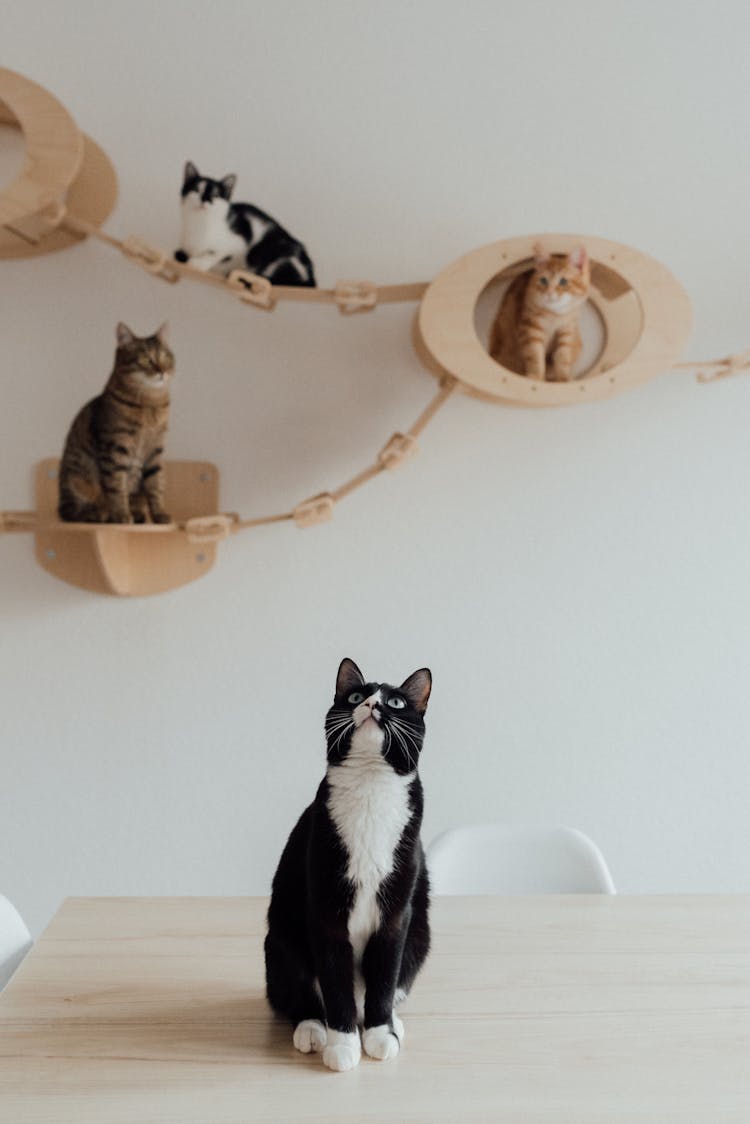 Cats In The Pet Playground At Home