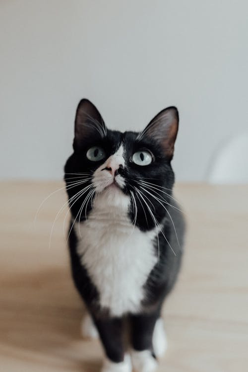 Free Portrait of a Black and White Cat Stock Photo