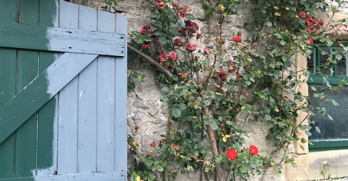 Free stock photo of blue door, climbing roses