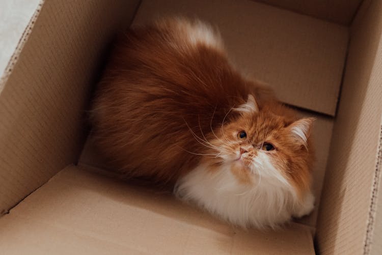 Orange And White Cat In Brown Cardboard Box