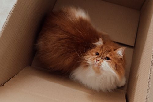 Free Adorable Persian cat lounging in a cardboard box, exuding warmth and coziness. Stock Photo