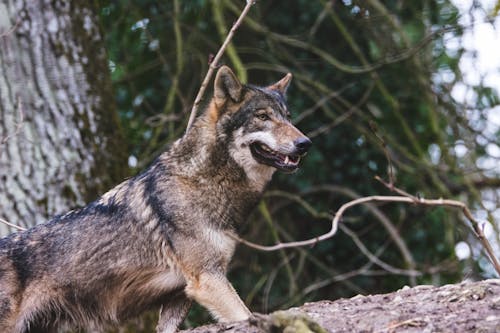 Free A Brown and Black Wolf in the Woods Stock Photo