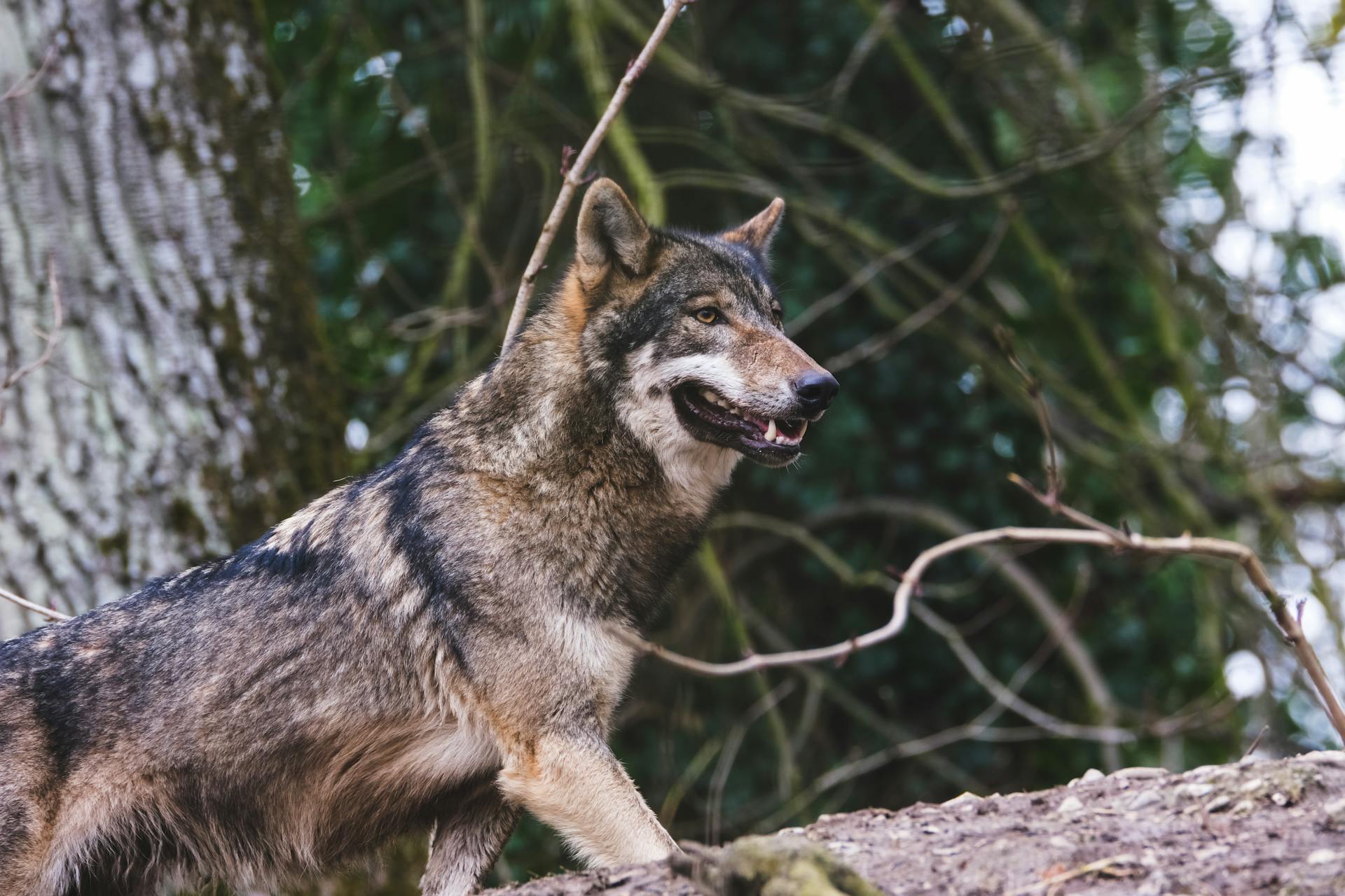 A Brown and Black Wolf in the Woods