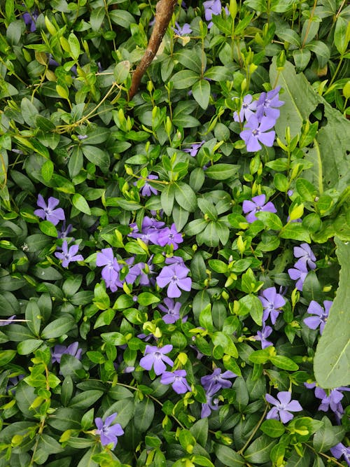 Top View of Purple Flowers in Green Leaves