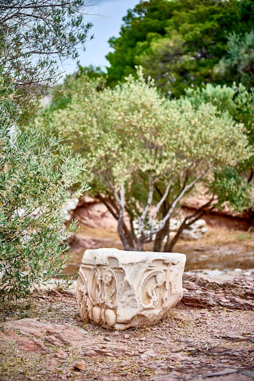 Imagine de stoc gratuită din arbori, cioplit în piatră, crengi